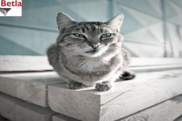 Siatki Włoszczowa - Siatka ochronna dla kotów, na balkony dla terenów Włoszczowy